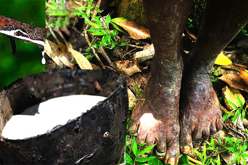 කිරි ගස පාමුල කිරට වැහුණු කඳුළු : ලාංකීය රබර් වතු කම්කරුවාගේ දෙසිය වසක දුඛ්ය සත්යය – (ඉෂංඛා සිංහආරච්චි)