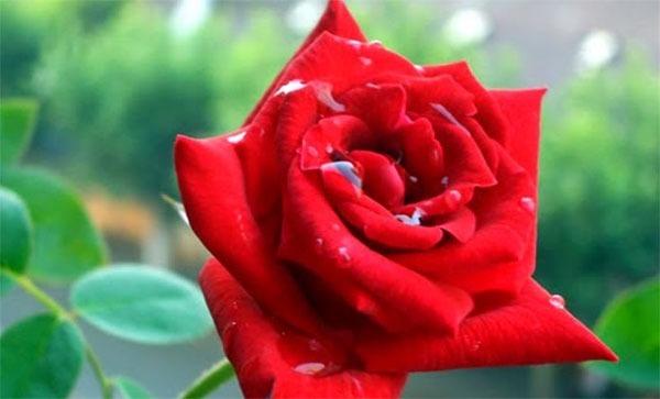 🌹 ආදරෙයි මගේ යාලුවනේ ඔයාටල මෙන්න පුදුම ආදර කතාවක් කෙටියෙන් කියවන්න පුදුමයි ආදරෙයි …