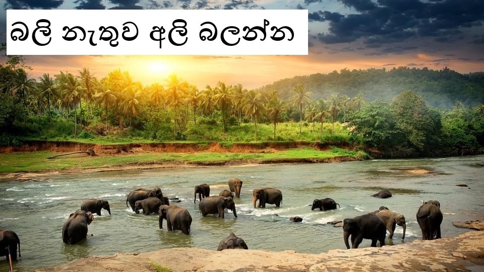 අලි ගැන අලි අනාවරණයක් මෙන්න බලි නැතුව අලි බලන්න මෙන්න කතාව!