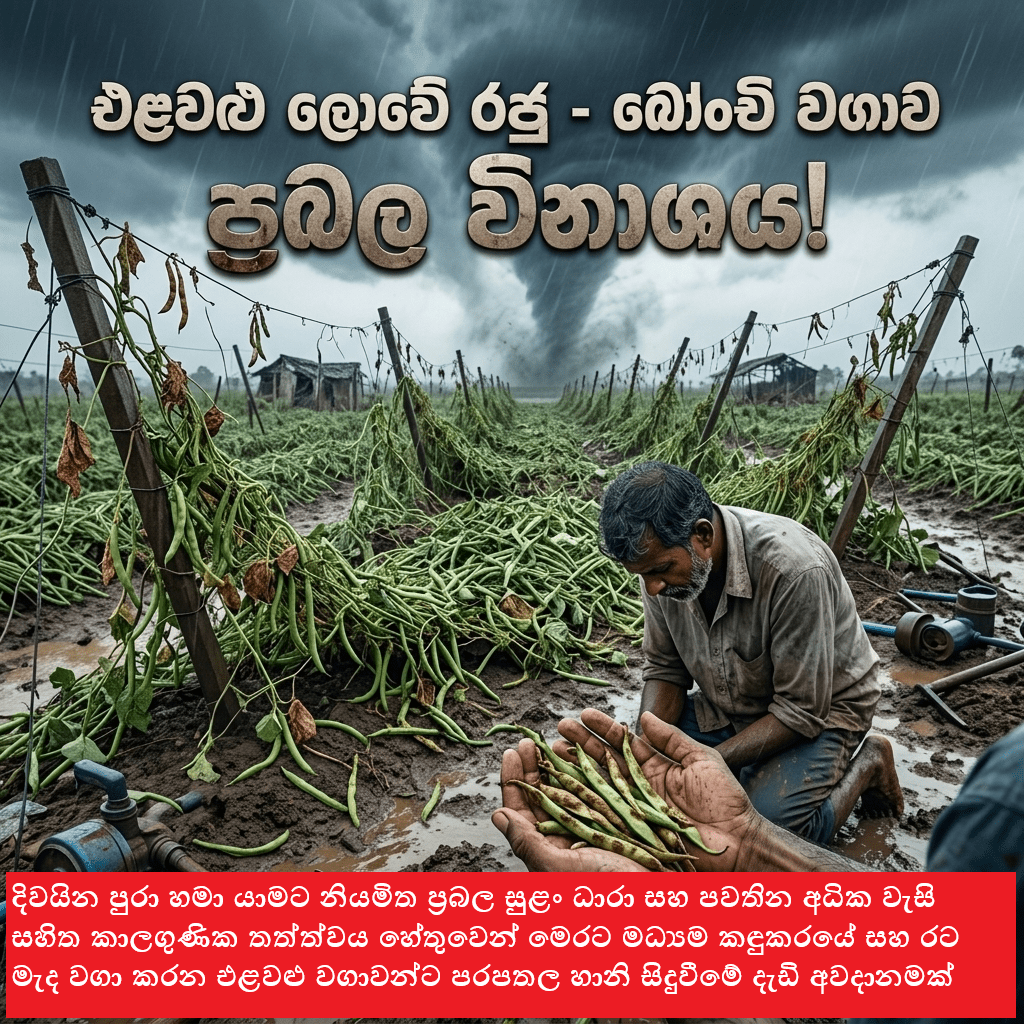 බෝංචි වගාව ඉවරයි ද?
