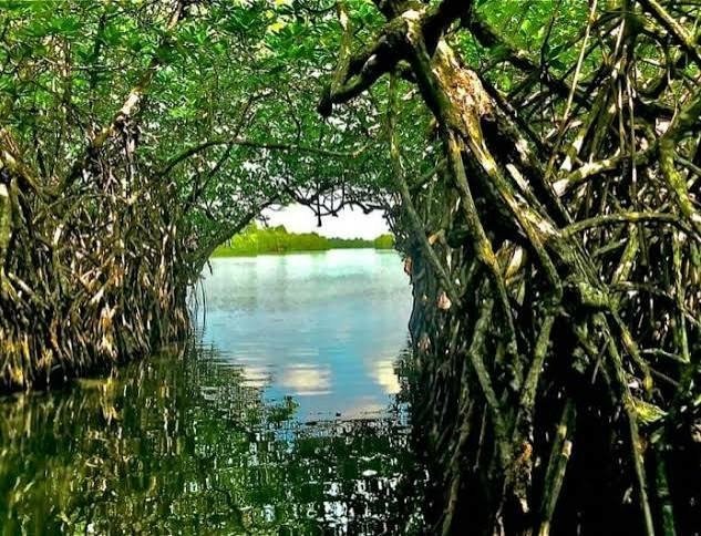 මාදු ගඟ ජලජ පරිසර පද්ධතිය සුරැකීම වෙනුවෙන් ක්රියාමාර්ග රැසක්